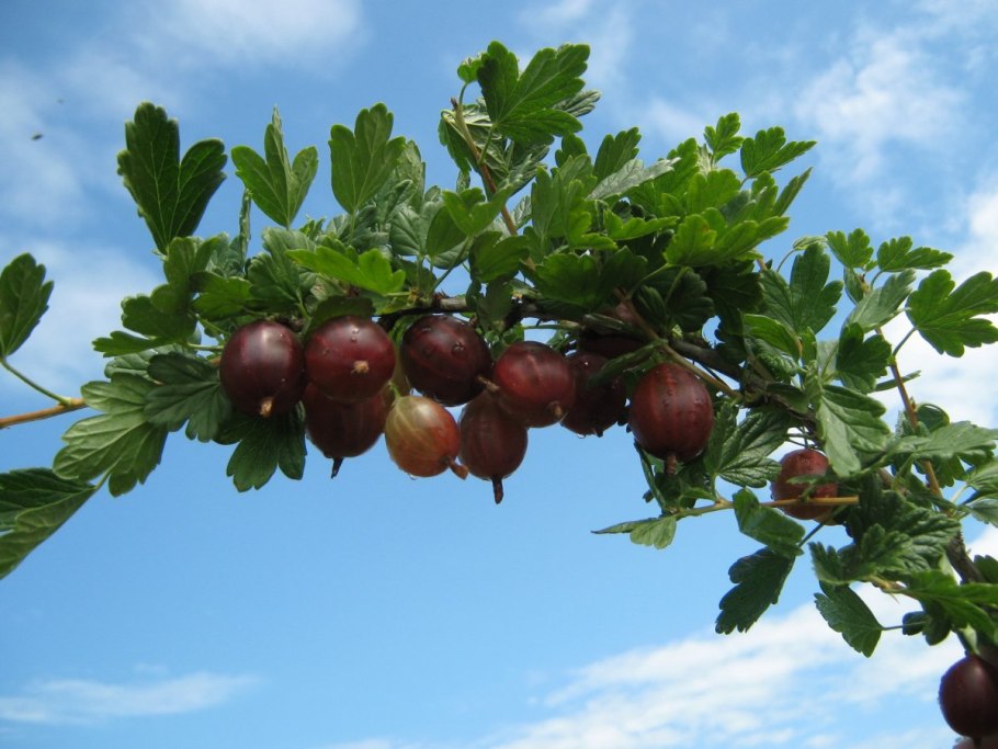 Крыжовник сорта