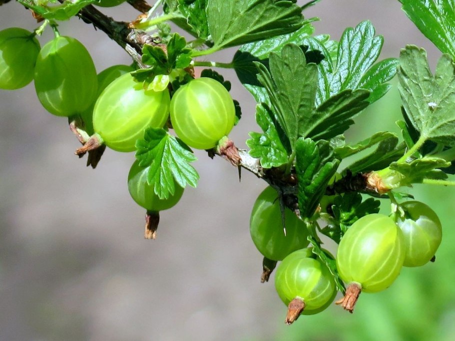 Крыжовник хиннонмаки грин