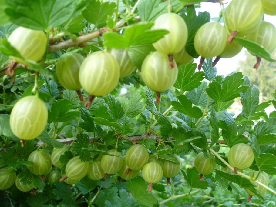 Крыжовник сорт Уральский изумруд