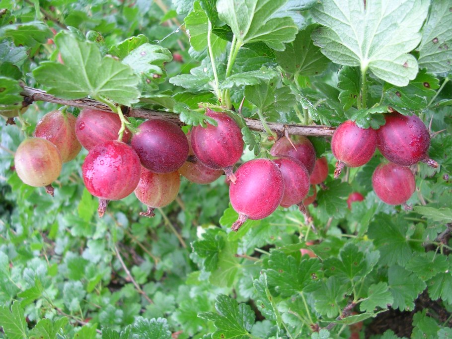 Крыжовник русский красный