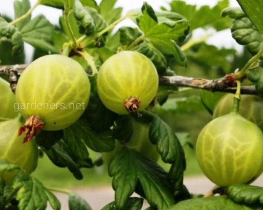 Крыжовник Уральский бесшипный (с2)