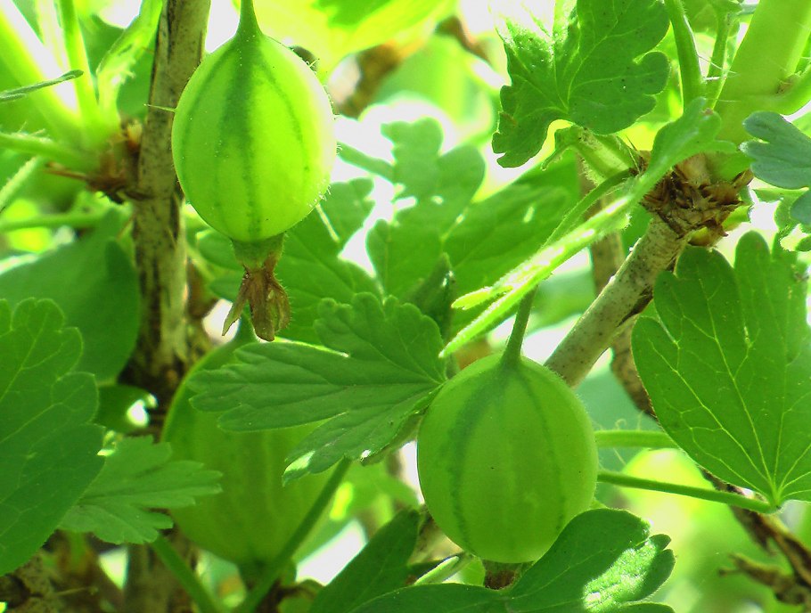 Крыжовник Снежана