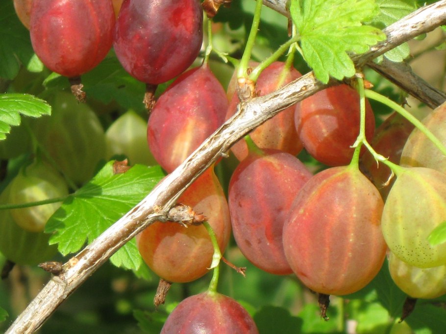 Крыжовник бесшипный Колобок