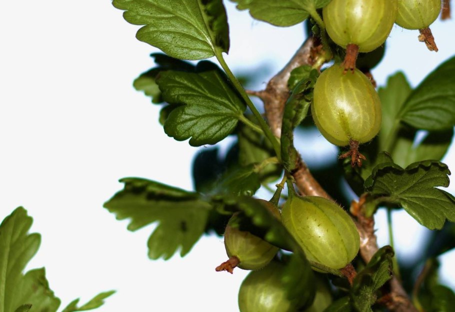 Крыжовник бесшипный Грушенька