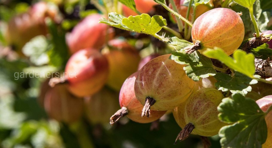 Сорт крыжовника пакс