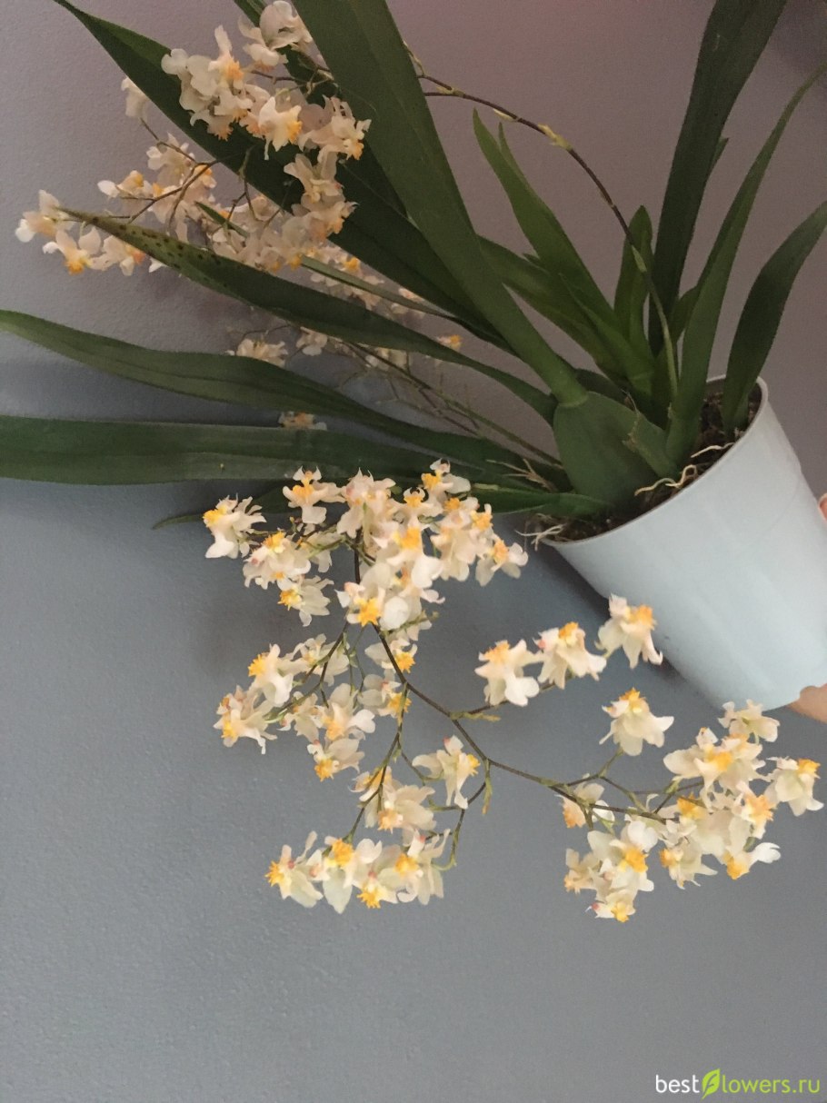 Oncidium varicosum var. Baldin