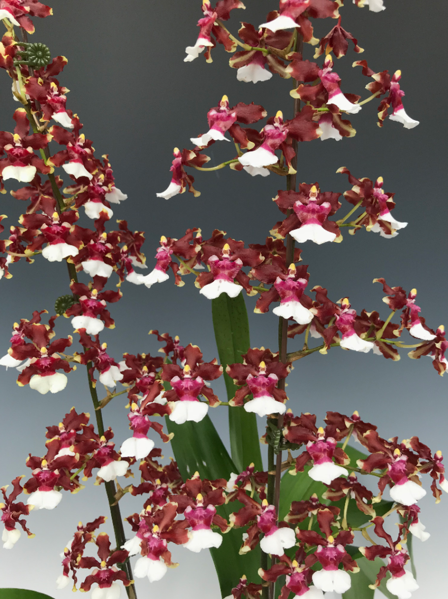 Oncidium variegatum