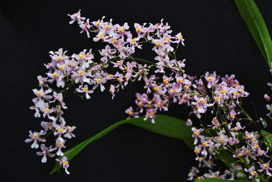 Oncidium ornithorhynchum
