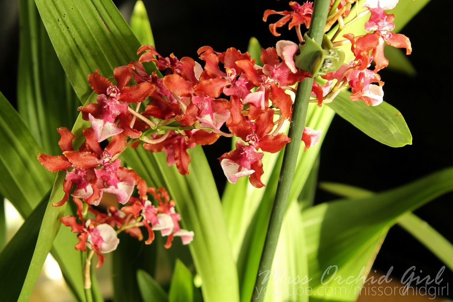 Орхидея Oncidium