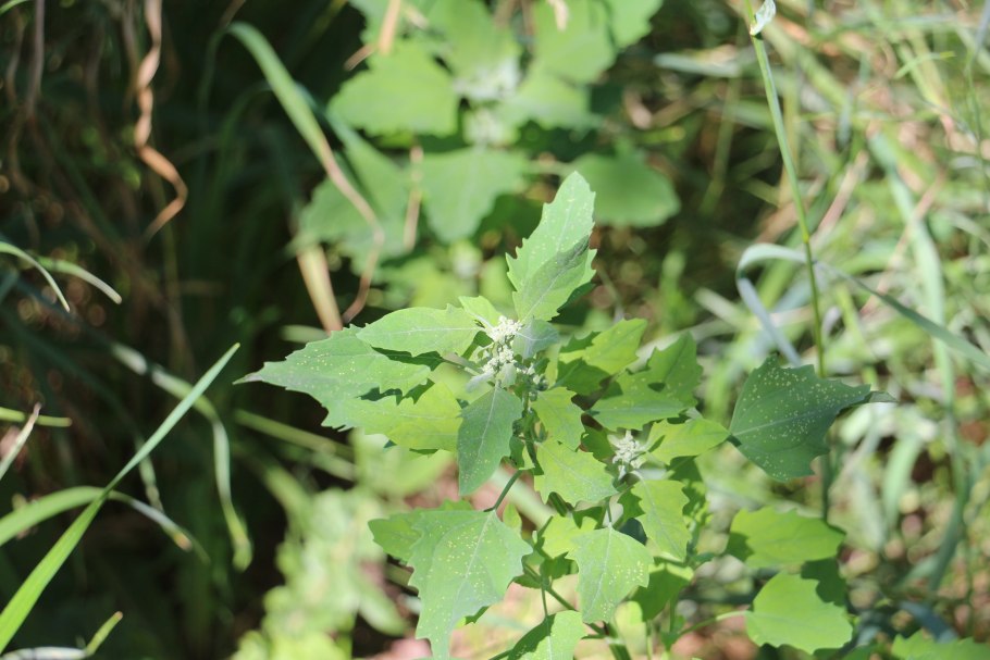 Atriplex intracontinentalis рисунок