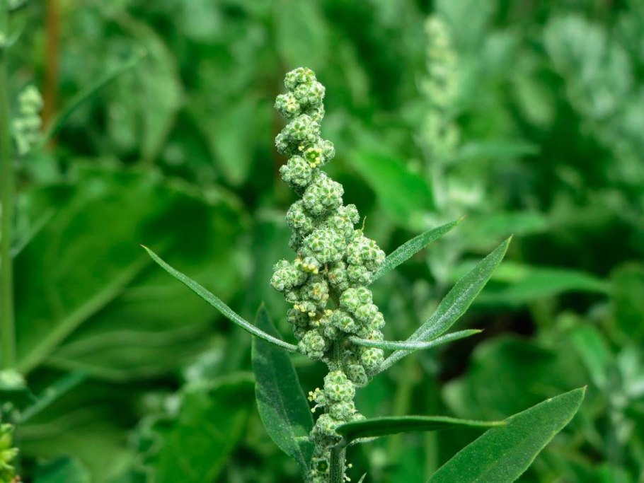 Марь белая сорняк