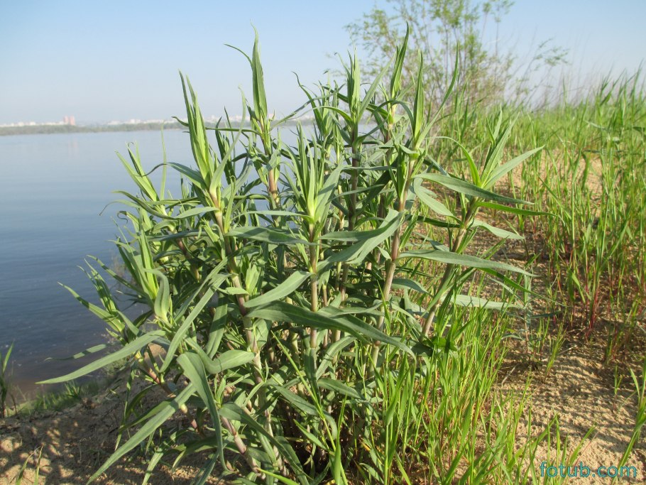 Тростник phragmites australis