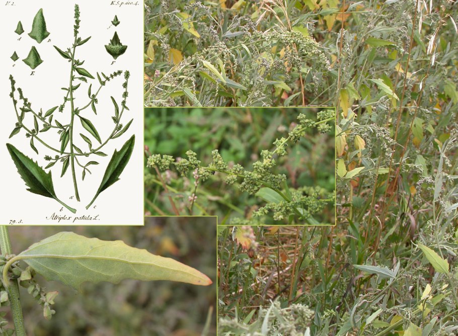 Atriplex patula