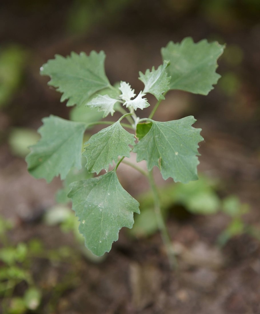 Лебеда татарская