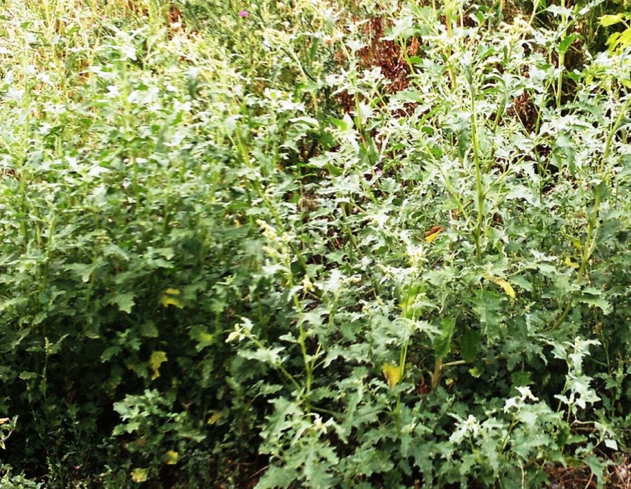 Лебеда Прибрежная фото