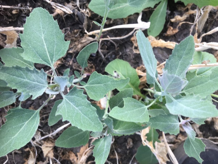 Лебеда копьелистная