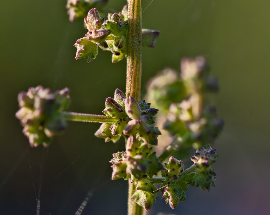 Chenopodium hybridum