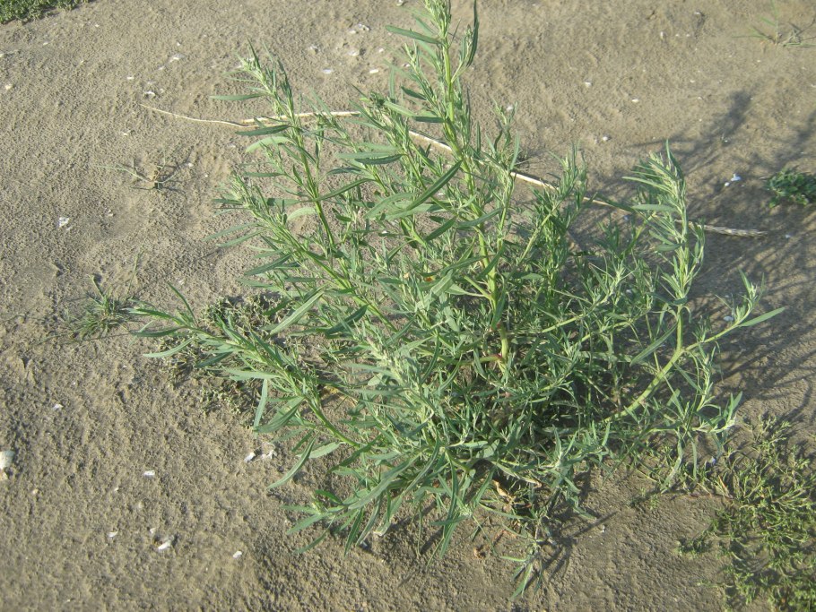 Atriplex littoralis