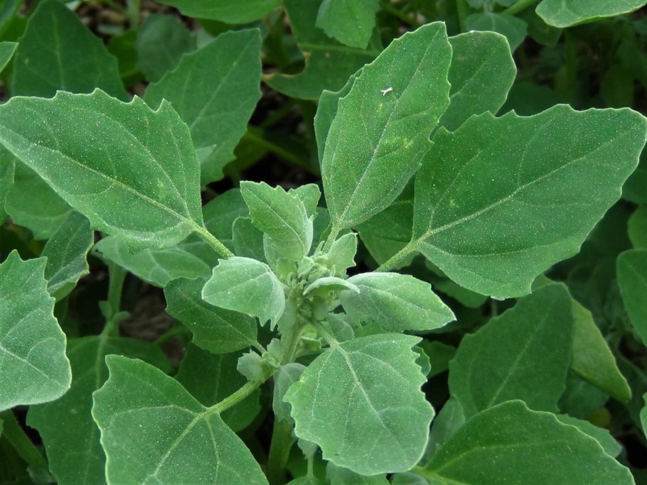 Chenopodium album