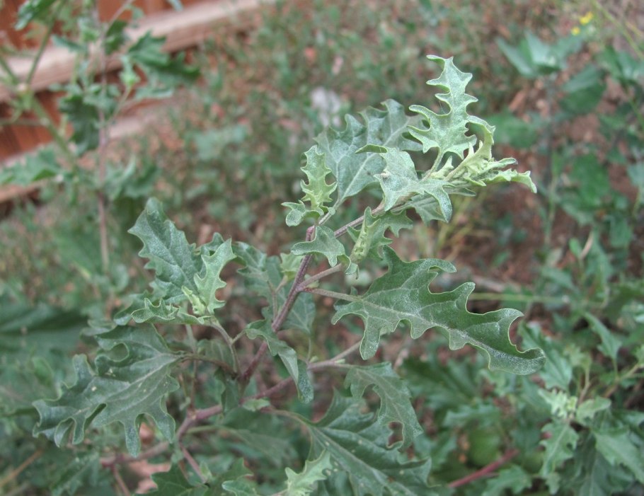 Atriplex tatarica