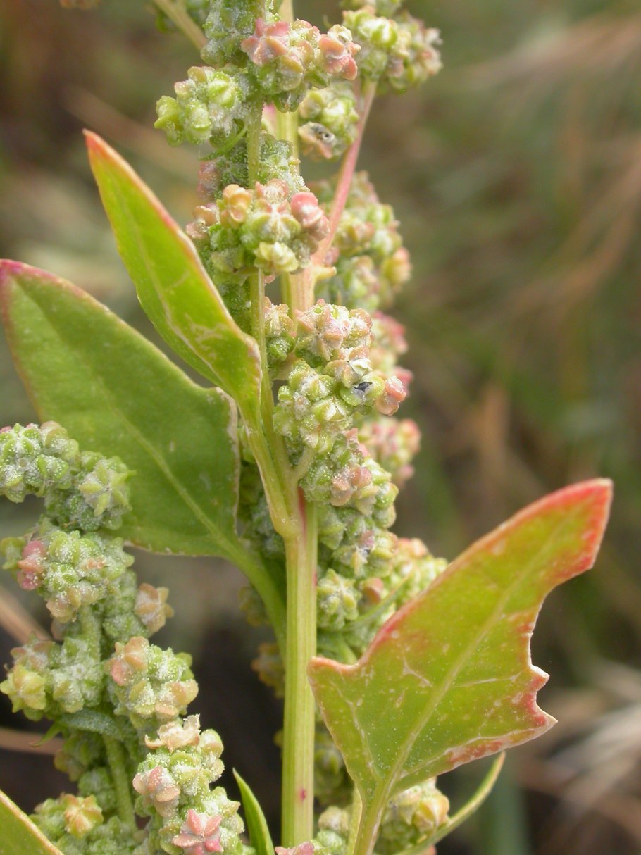 Chenopodium pallidicaule