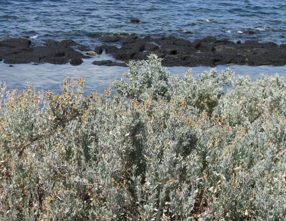 Atriplex nummularia