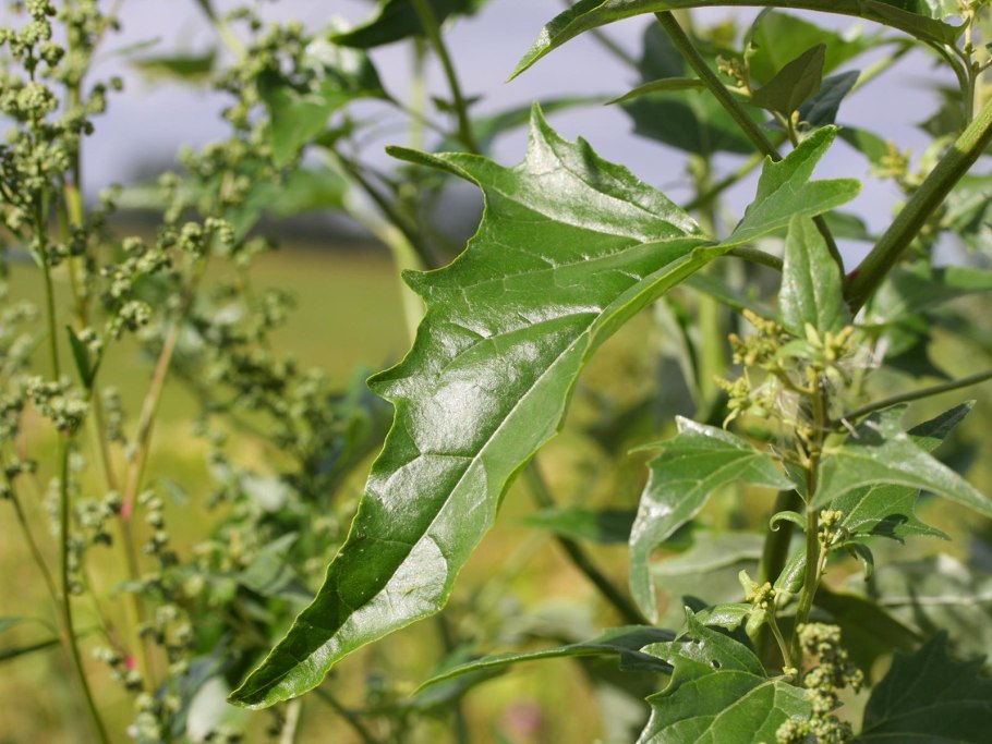 Atriplex sagittata