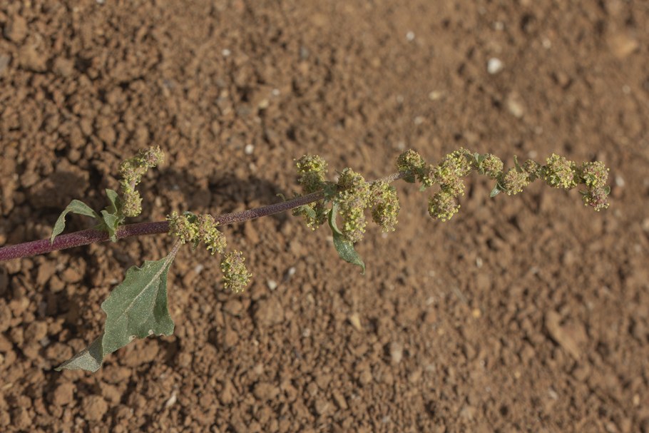 Chenopodium vulvaria