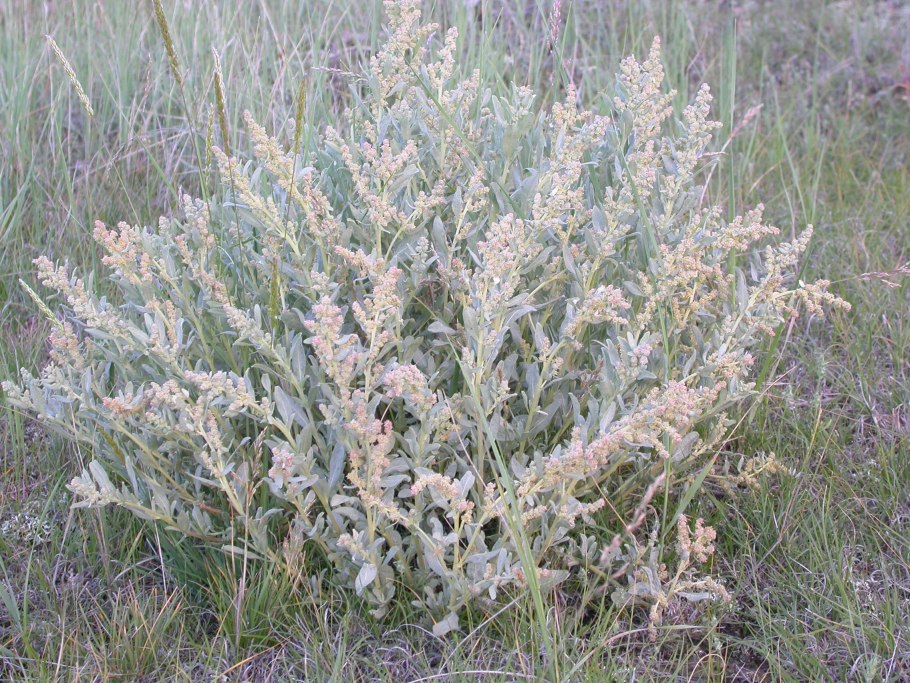 Лебеда (atriplex)
