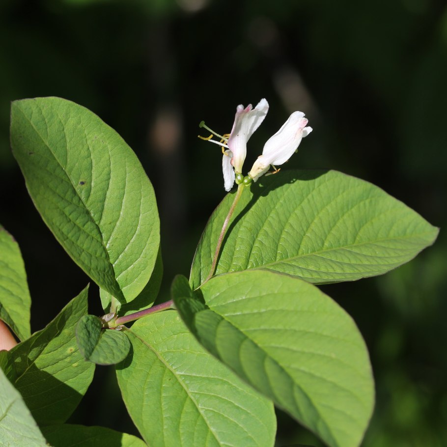 Граб дерево цветение