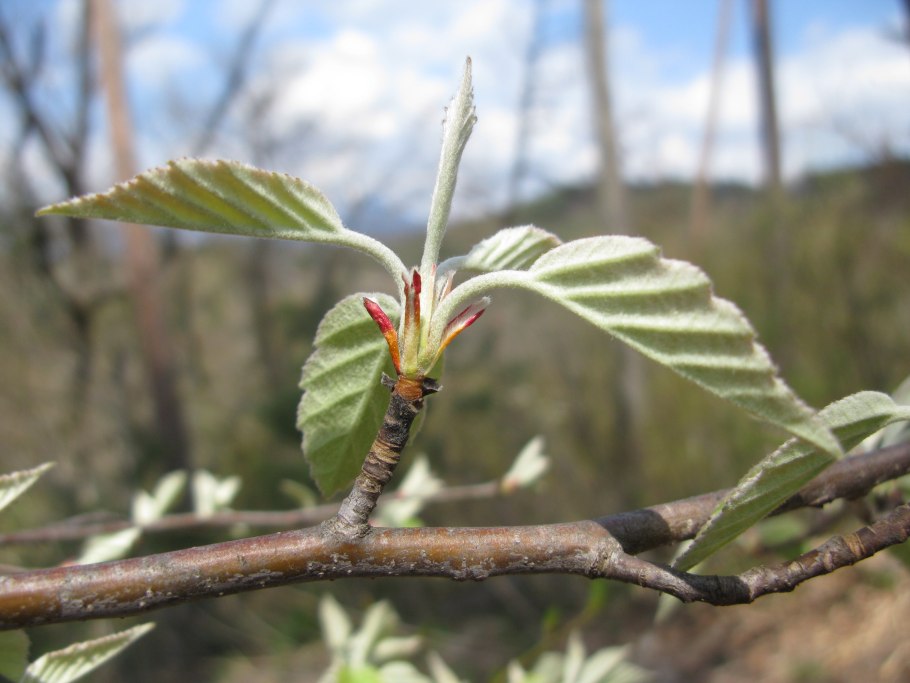 Граб Восточный грабинник