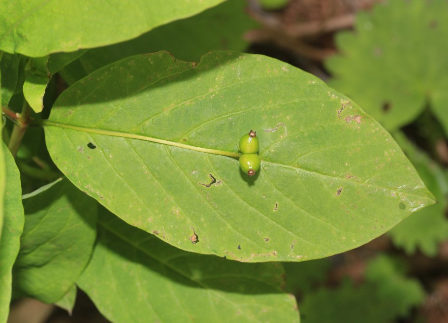 Черный граб текстура