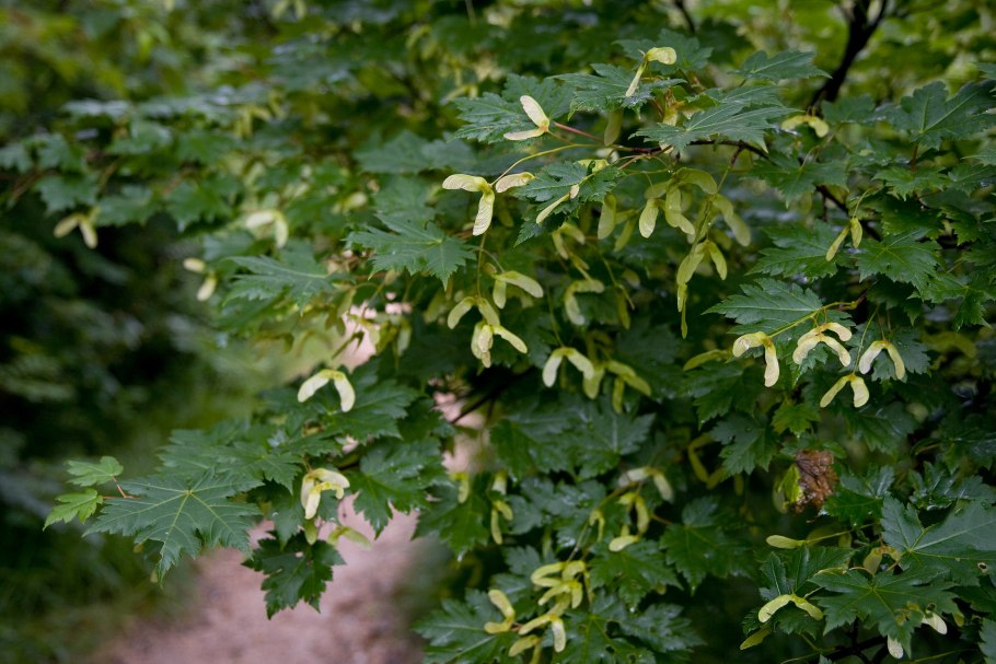 Граба восточного (Carpinus orientalis