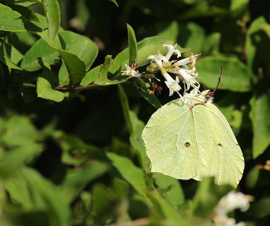 Gonepteryx aspasia