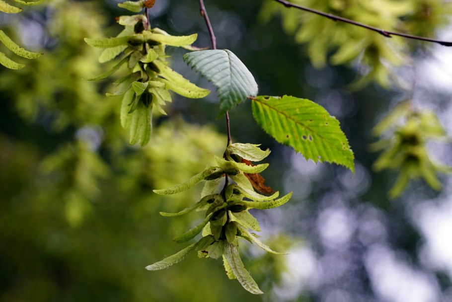 Граб обыкновенный — Сarpinus betulus