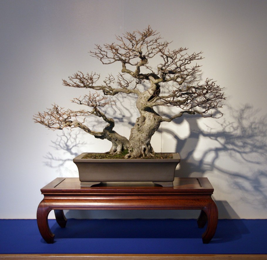 Бирючина японская бонсай