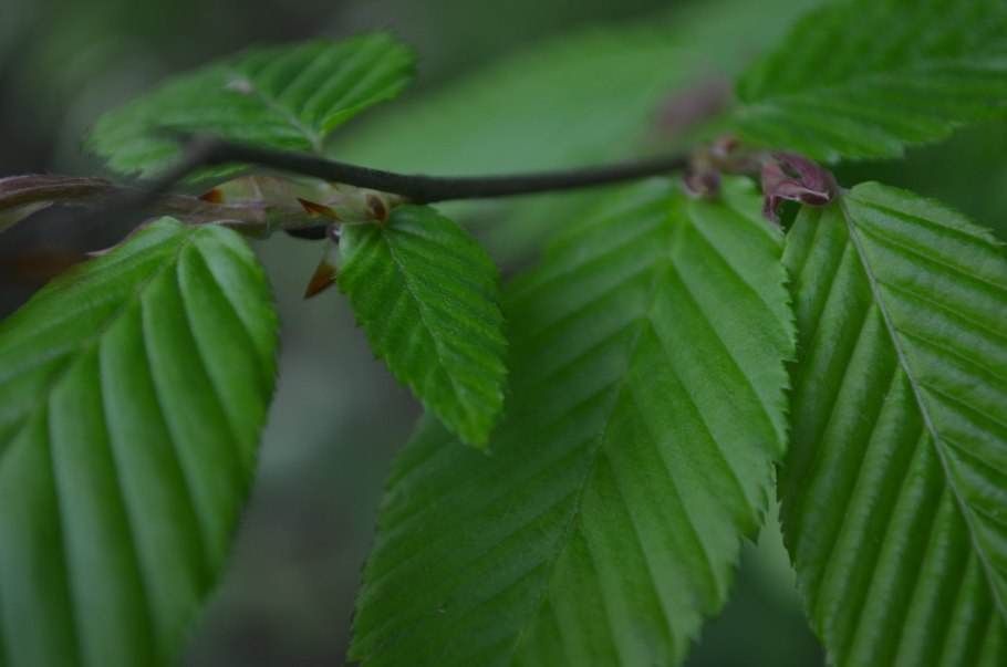 Граб обыкновенный ствол