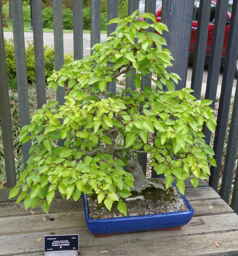 Граб сердцелистный листья