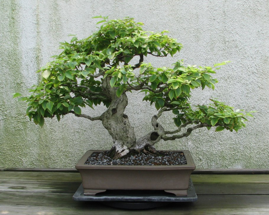 Carpinus betulus l