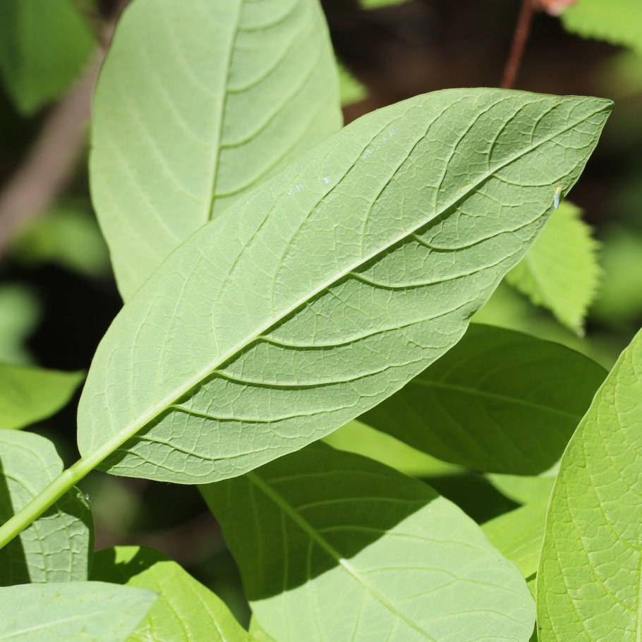 Граб (Carpinus betulus)