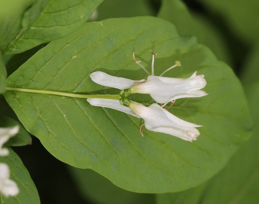 Граб по гороскопу