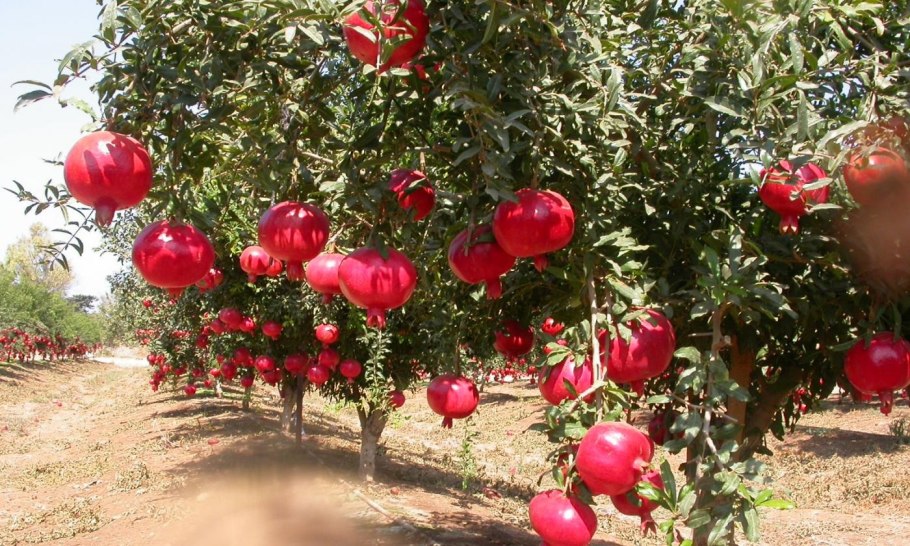 Анор меваси