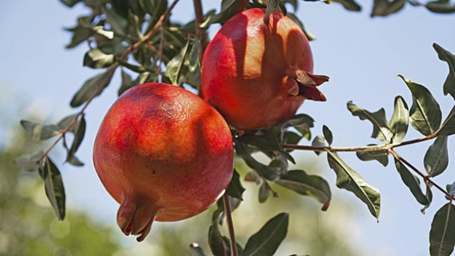 Пуника Гранатум