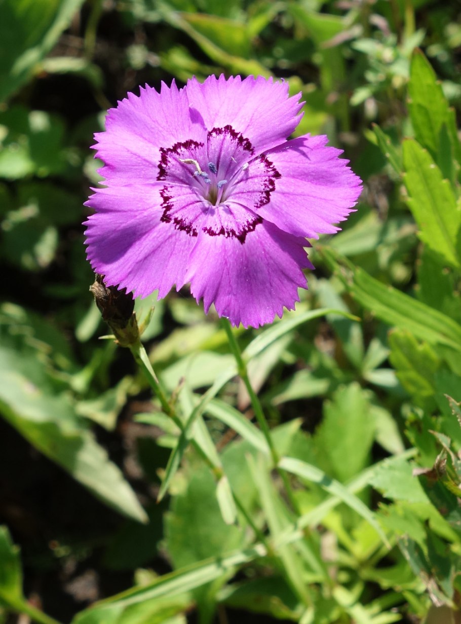 Гинецей гвоздичных