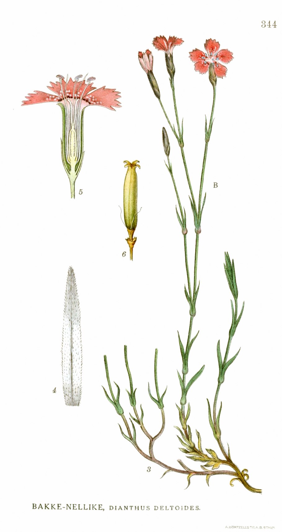 Гвоздика Альпийская