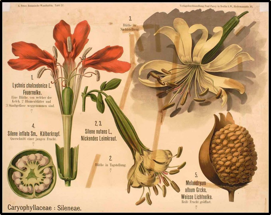 Гвоздичные (триба)