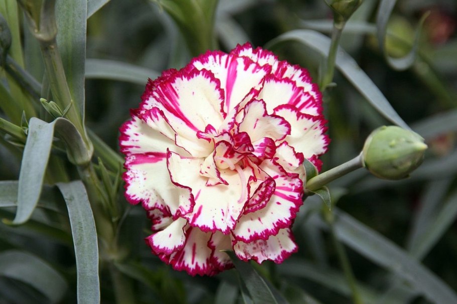Dianthus caryophyllus