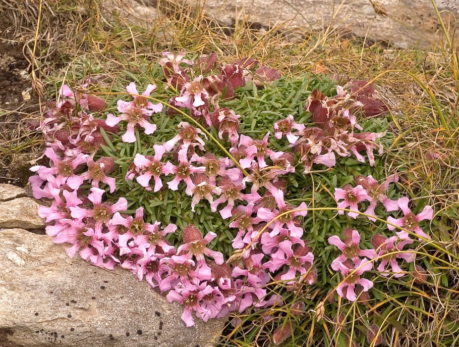 Dianthus chinensis гвоздика китайская