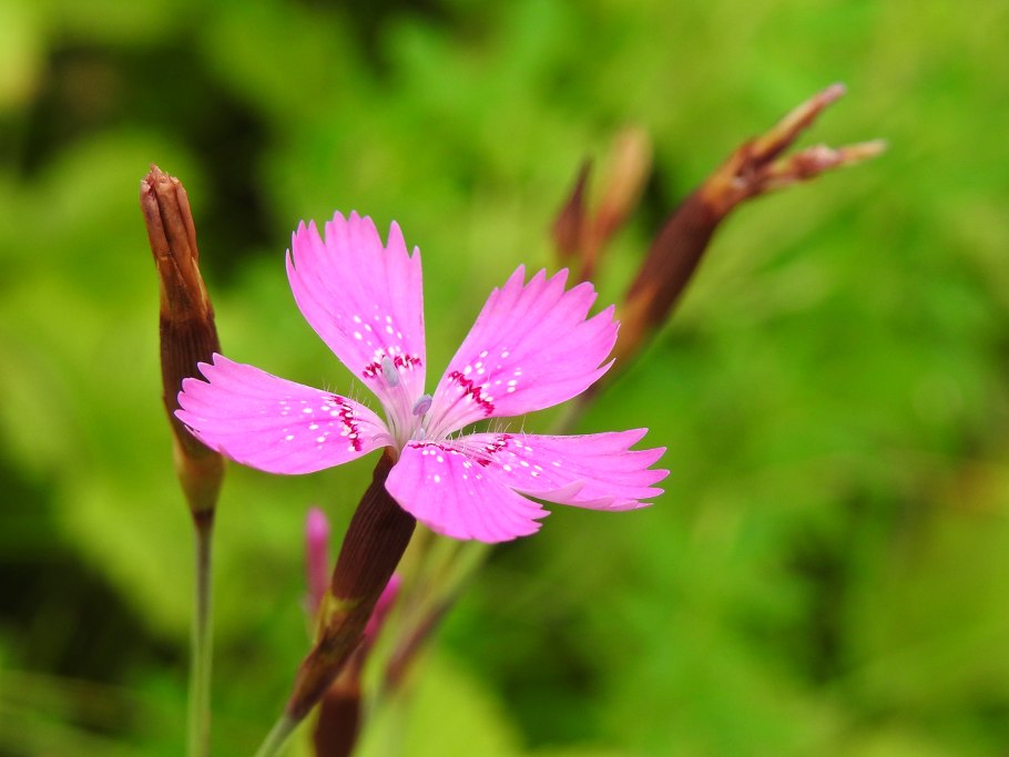 Систематика гвоздика Полевая