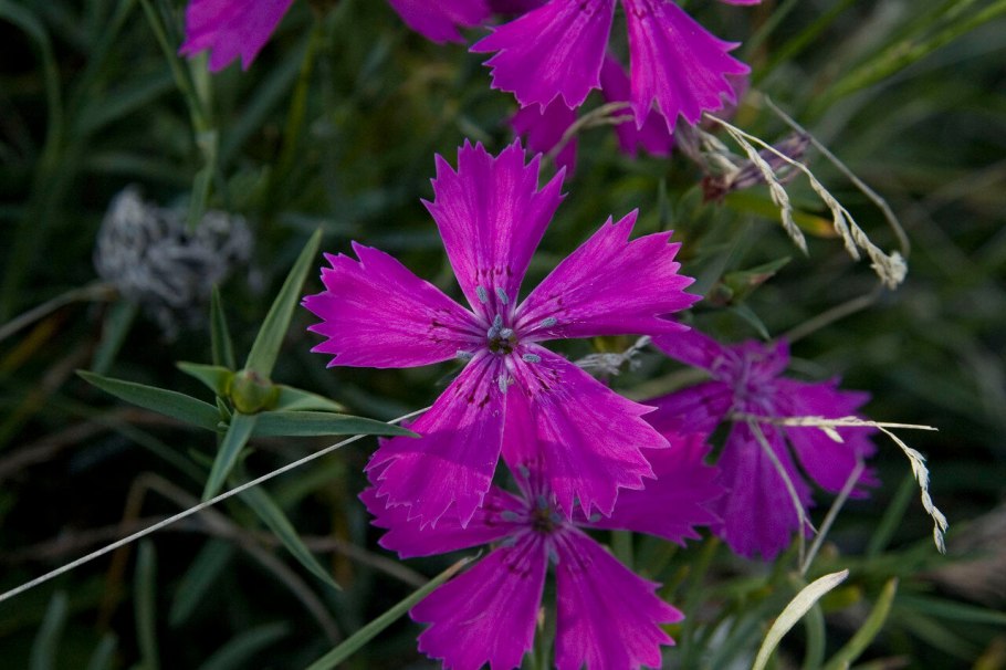 Гвоздика Шабо Лион